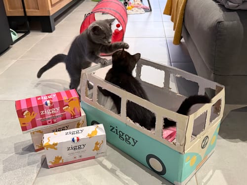 Deux chatons d'un client jouant près de leurs boîtes de Croquettes Chaton Sans Céréales.