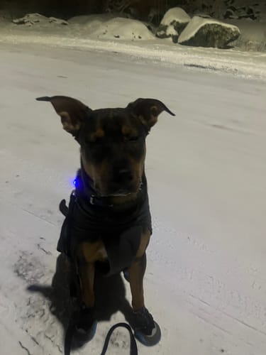 Reviewer's dog sitting in the snow at night wearing black Ruffwear Polar Trex Boots.