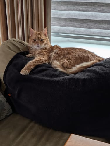 Customer photo review of 2x Blisso Advanced Cat Probiotic | Cat Probiotic for Diarrhea & Kidney Support