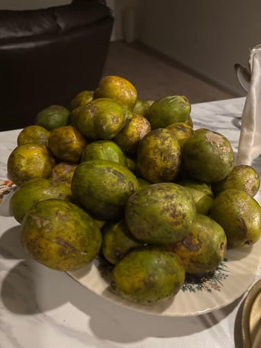 Customer photo review of June Plum *** Pre Order ***