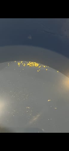 Customer photo review of 888 Gold Rat sluice - with Mini cell Dream mat