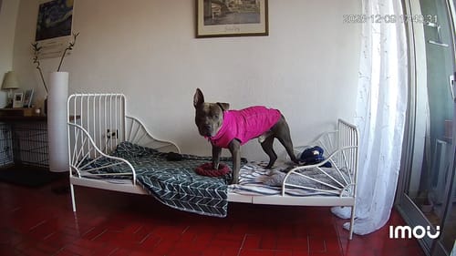 Customer photo review of Dog Coat With Zip - Shower Proof - Carminerose