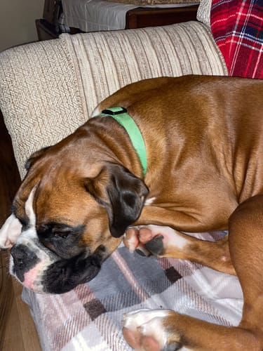 Customer photo review of City collar