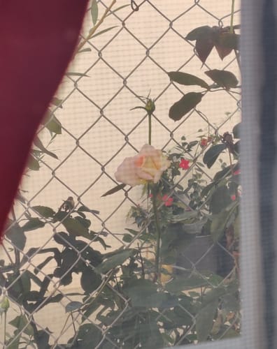 Customer photo review of Goddess Sacred Sanctuary | Online Portal