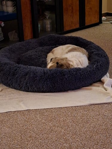 Customer photo review of Puppery Hundebett Wolke 7 - Das Original