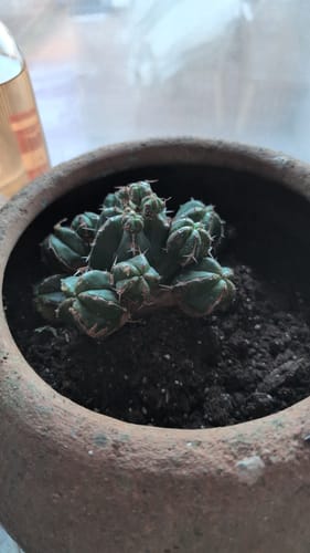 Customer's Euphorbia Handiensis, a small spiny succulent, shown newly planted in a rustic terracotta pot.