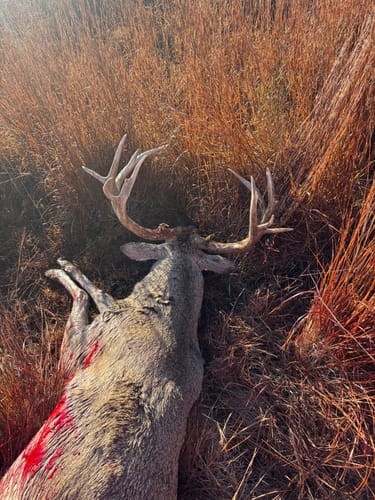 Customer photo review of Mast Magnet - Deer Attractant