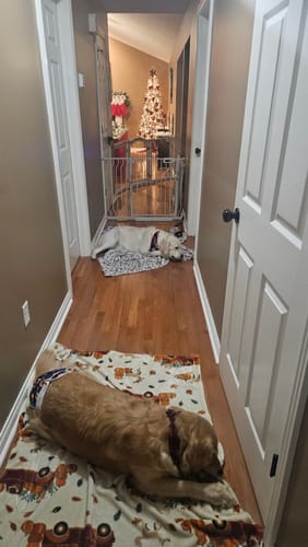 Reviewer's two golden retrievers resting in a hallway, from a review for the Smoked Beef Marrow Bone.