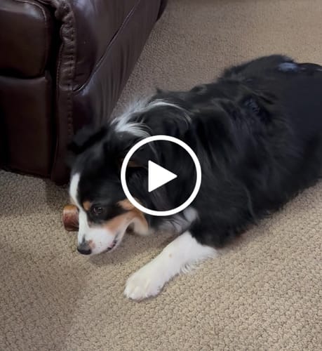 Customer video review of Smoked Beef Marrow Bone