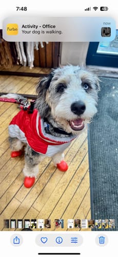 Customer photo review of WagWellies® Mojave