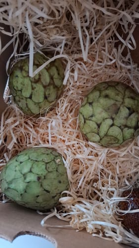 Rezensent zeigt drei grüne Bio-Cherimoyas in der Versandbox mit Holzwolle.