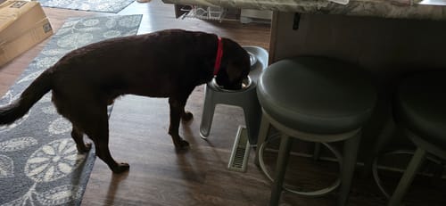 Customer's chocolate lab eating Fresh from the Farm - Poultry Recipe from a raised food bowl in a kitchen.