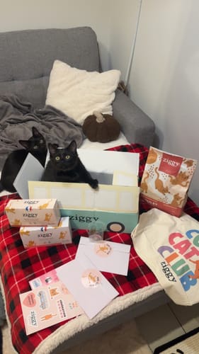Deux chats noirs d'un client avec le Coffret Découverte Chaton ouvert, montrant les croquettes et les pâtées.