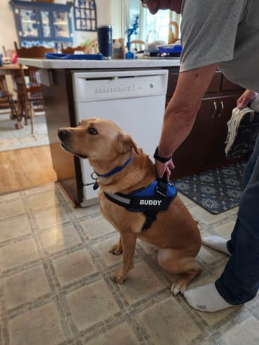 Customer photo review of Tierhood ™ No Pull Harness