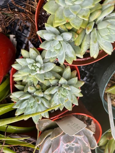 Customer's overhead view of several potted Sedeveria Blue Burrito plants with pale green leaves.