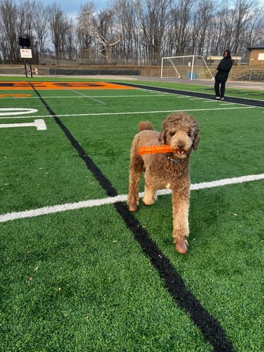 Customer photo review of WagWellies® by wagwear