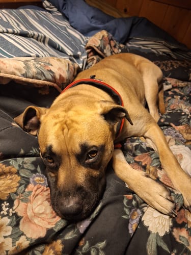 Customer photo review of FIDA Heavy Duty Dog Collar