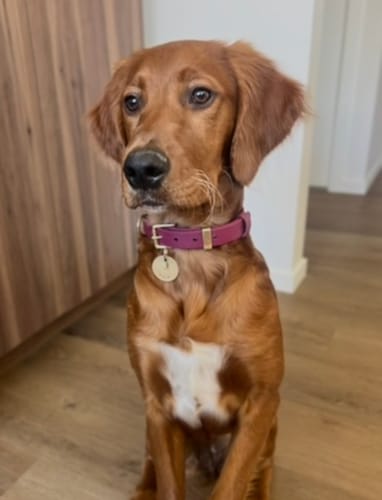 Customer photo review of D-End Dog Collar – Waterproof BioThane® – Designed for Pulling Dogs