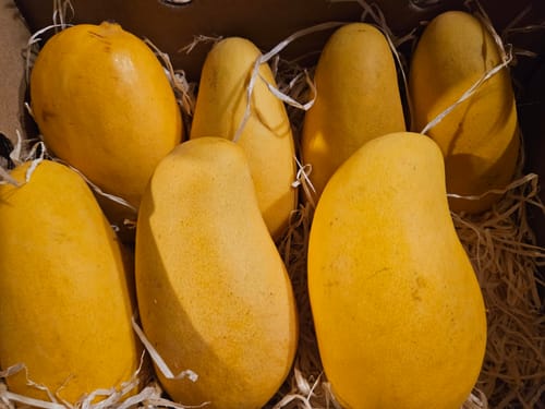 Ein Kunde zeigt mehrere frische 'Ataulfo' Honig-Mangos in der Lieferbox.
