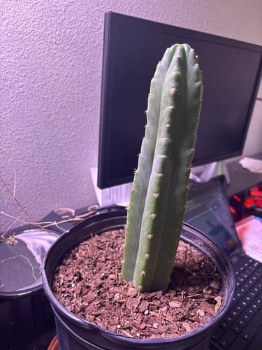 Customer photo review of San Pedro Cactus | Trichocereus (Echinopsis) Pachanoi