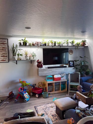 Reviewer's many houseplants arranged on shelves under a bright grow light.