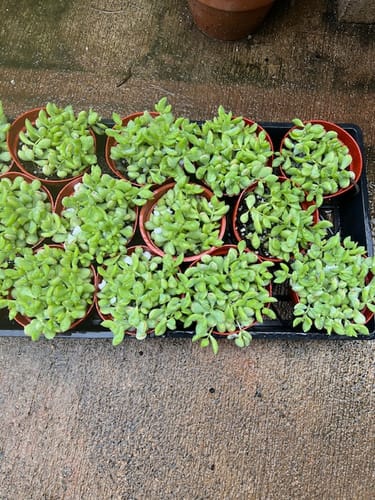 Reviewer's tray of many small, green Cotyledon Pendens plants in individual pots.