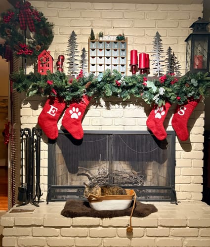 Customer photo review of Instinct Basket | Handwoven & Chemical-Free Cat Territory