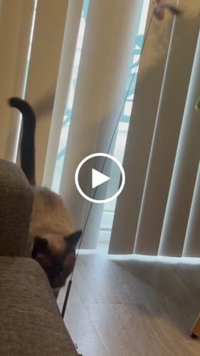 Customer video review of Interactive Bird Simulation Cat Toy Set | Leo's Paw