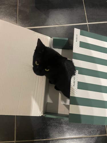 Le chat noir d'un client assis dans la boîte de livraison contenant les croquettes pour chaton.