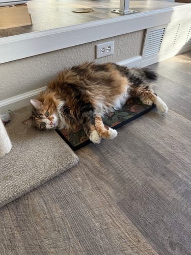 Customer photo review of Flowerbed - Luxury Cat Scratching Board