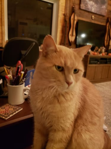 Customer photo review of 2x Blisso Advanced Cat Probiotic | Cat Probiotic for Diarrhea & Kidney Support