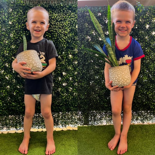 Reviewer's before-and-after comparison of their snake plant showing significant growth from using Plant Food.