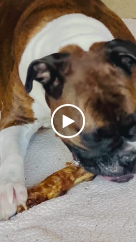 Customer video review of Ostrich Foot Bone (7" x 3.5"): The Flavorful & Long-Lasting Chew for Medium to Large Dogs