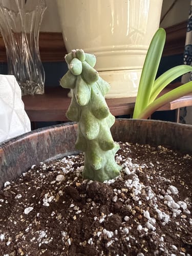 Customer photo review of Myrtillocactus geometrizans Fukurokuryuzinboku | Boobie Cactus