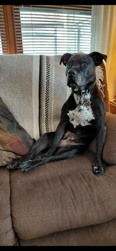 Customer photo review of 1-TDC Oral Health + Mobility Support for Dogs