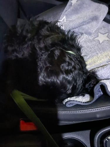 Customer photo review of Chocolate | The Cosy Car Seat