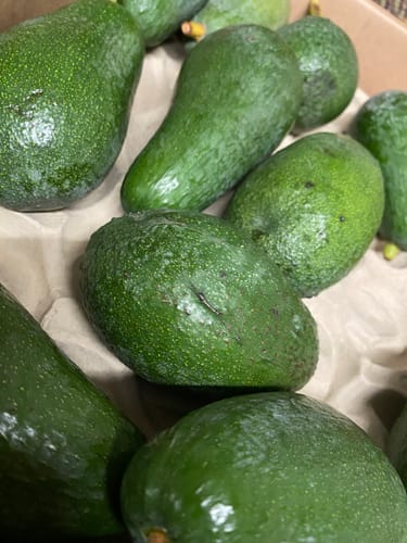 Kundenbewertung: Nahaufnahme mehrerer frischer, grüner Fuerte Bio-Avocados in einer Kiste.