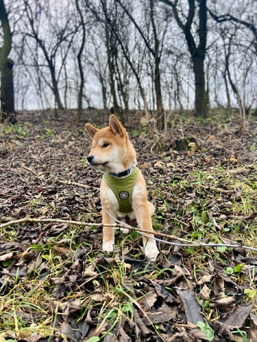 Customer photo review of Step in Harness | XS-M Breeds - Olive Green