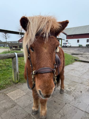 Customer photo review of Bella Starwheel hackamore All brown
