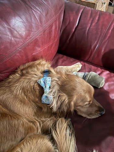 Customer photo review of Green & Blue Dinosaur Bow for Dog Collar and Cat Collar