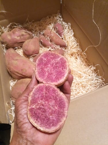 Rezensent hält eine aufgeschnittene violette Süßkartoffel in der Hand und zeigt das leuchtende Fruchtfleisch.