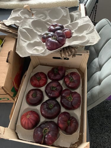 Ein Kunde zeigt eine Holzkiste und Schalen mit großen, dunkelvioletten Mar Azul-Tomaten.