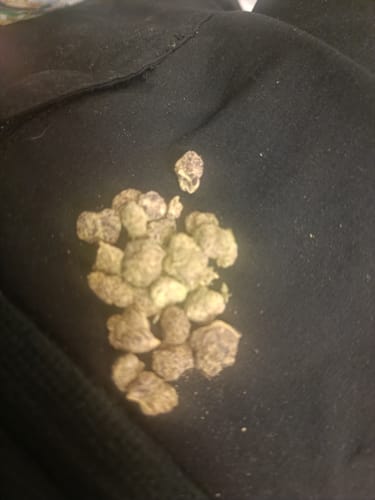 Customer photo review of Ice Cream Cake - Indoor THCA (Smalls)