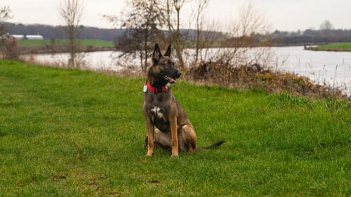 Customer photo review of 4cm Combat® Collar | Rated Clip - NO HANDLE - Red