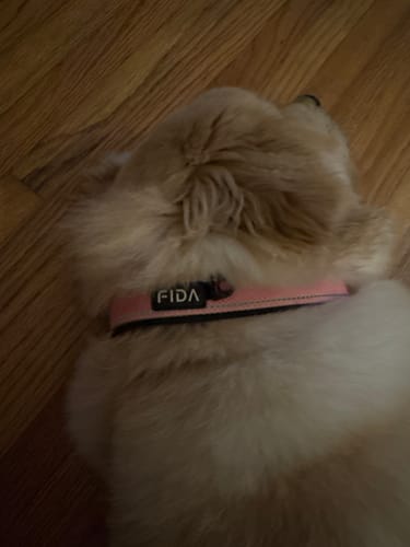 Customer photo review of FIDA Heavy Duty Dog Collar