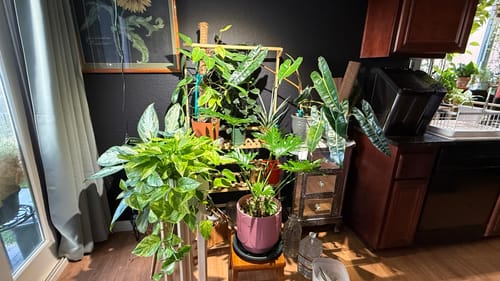 Customer's collection of many vibrant, green houseplants showing healthy growth from using the Plant Food.