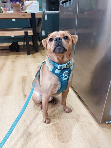 Customer's dog sitting indoors on a wood floor, wearing the sturdy Ice Teal Trail & Glow Dog Harness.