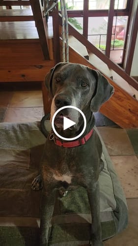 Customer video review of Human-Grade Beef Liver Treats (Promo)