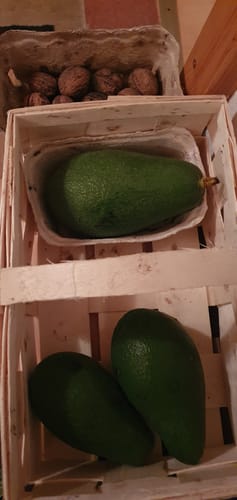 Kunde zeigt drei frische Fuerte-Avocados in einer Holzkiste bei der Ankunft.