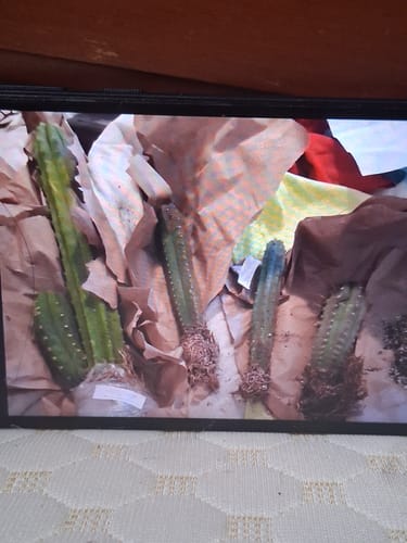 Customer photo review of Trichocereus Bridgesii | Bolivian Torch Cactus